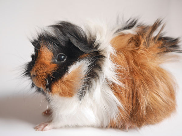 schwarz-braun-weisses Meerschweinchen mit langen Haaren